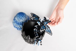 Blue Monarch / Small baby in a regular egg